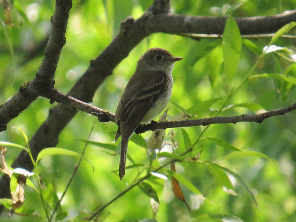 Least Flycatcher - ML539466981