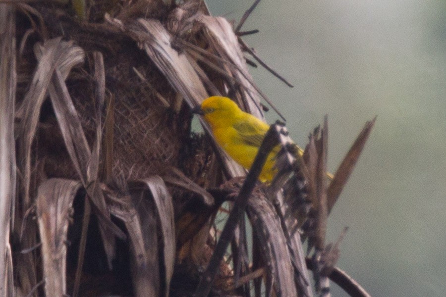 Holub's Golden-Weaver - ML539467201