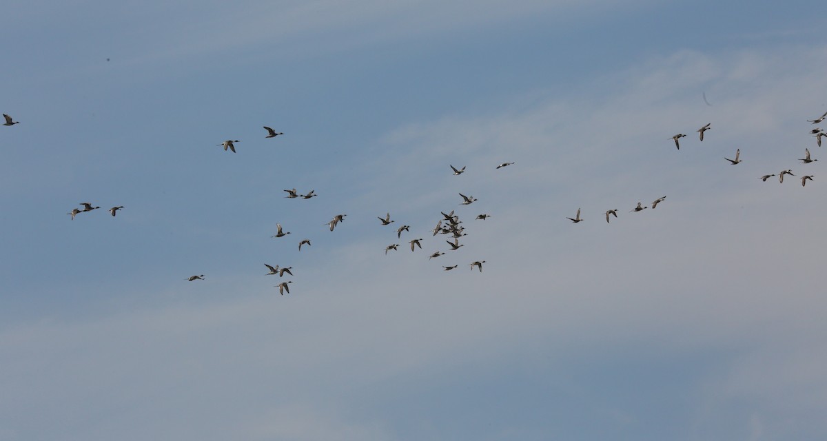 Northern Pintail - ML539467311