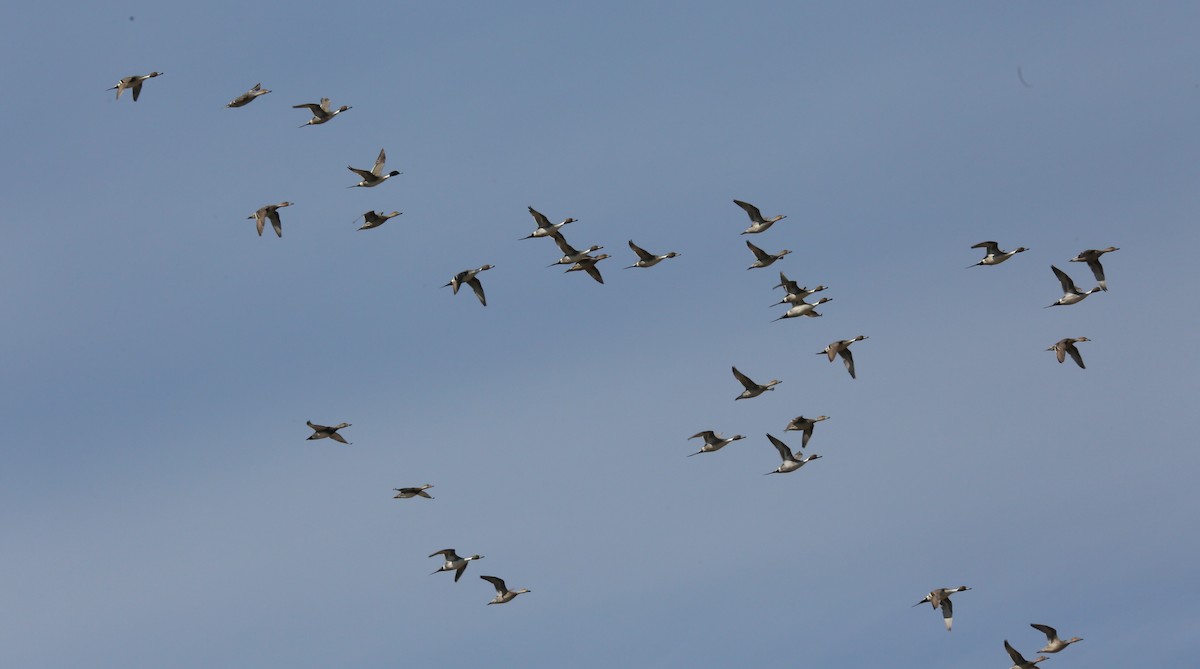 Northern Pintail - ML539467391