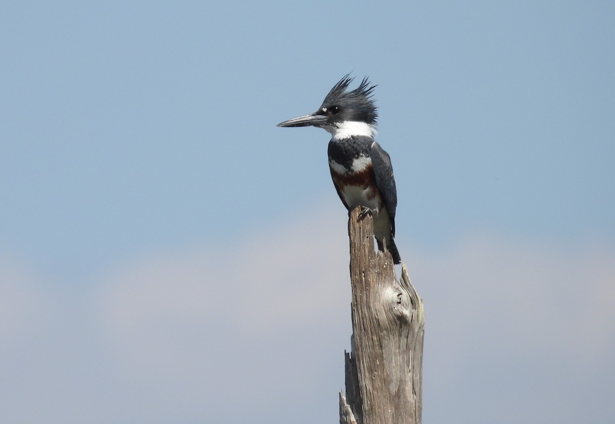 Belted Kingfisher - ML539467651