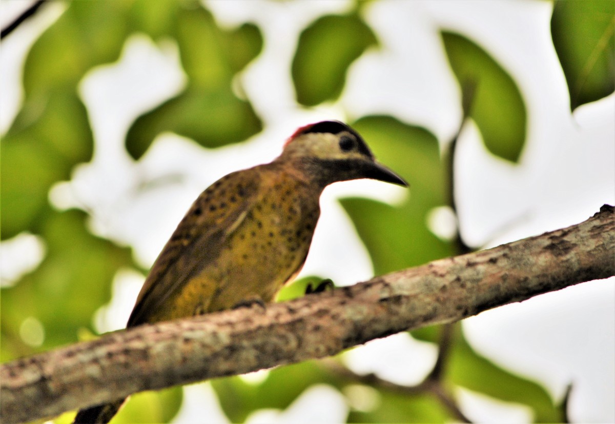 Spot-breasted Woodpecker - ML539468281