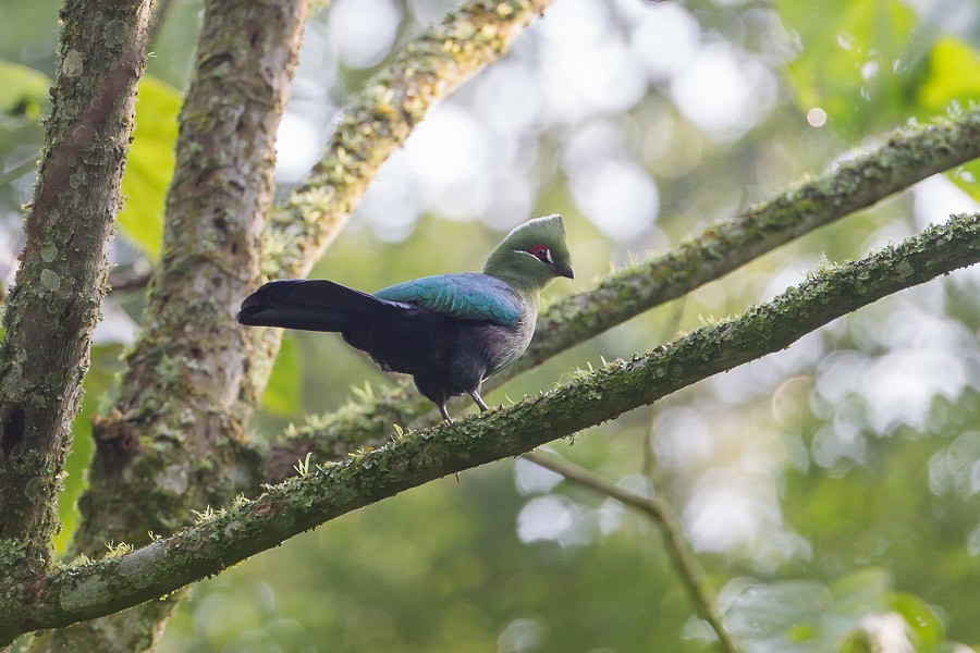 Black-billed Turaco - ML539468291