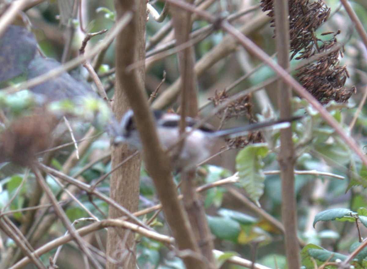 Long-tailed Tit - ML539468781