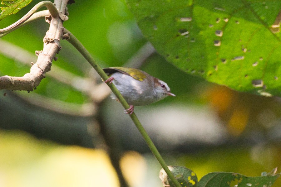 White-browed Crombec - ML539469391