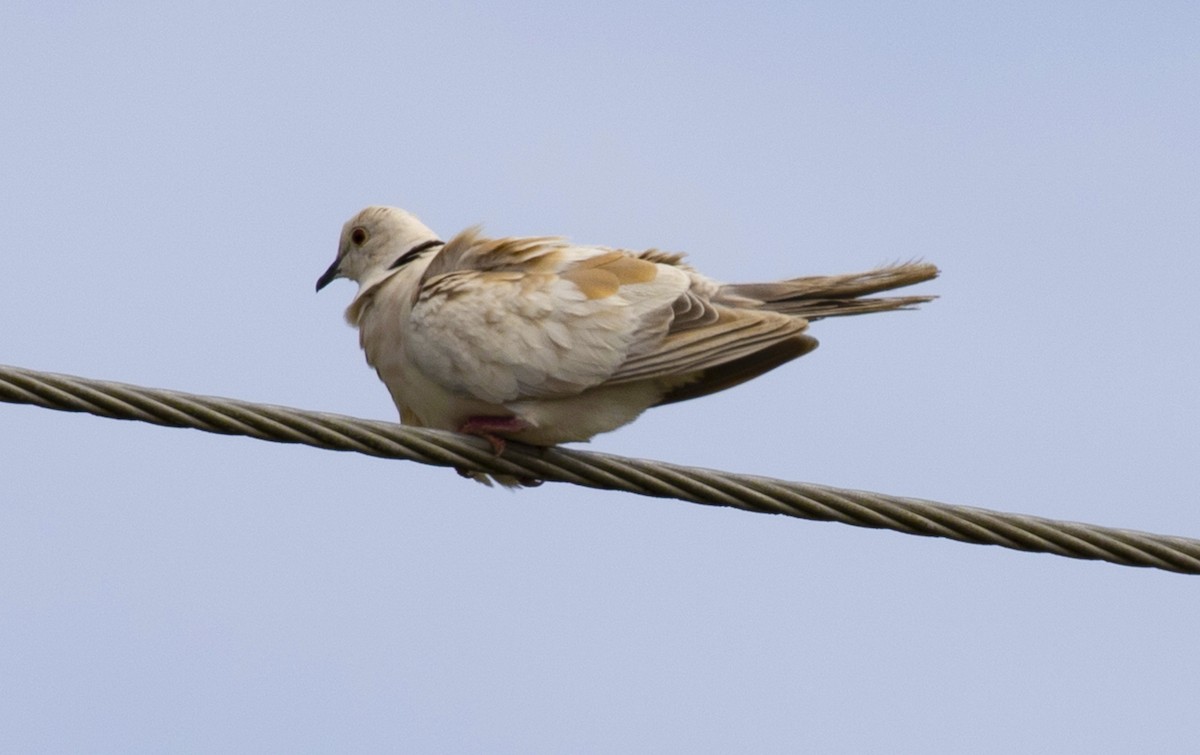 African Collared-Dove - ML539469941