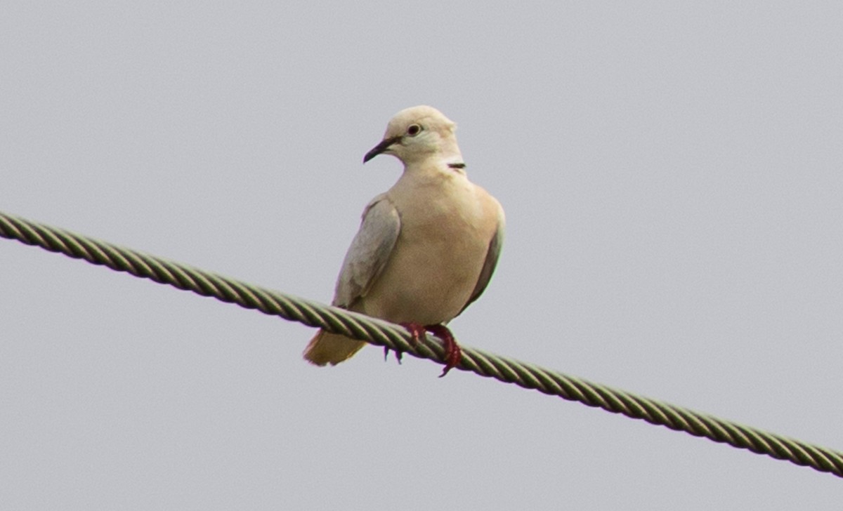 African Collared-Dove - ML539469971