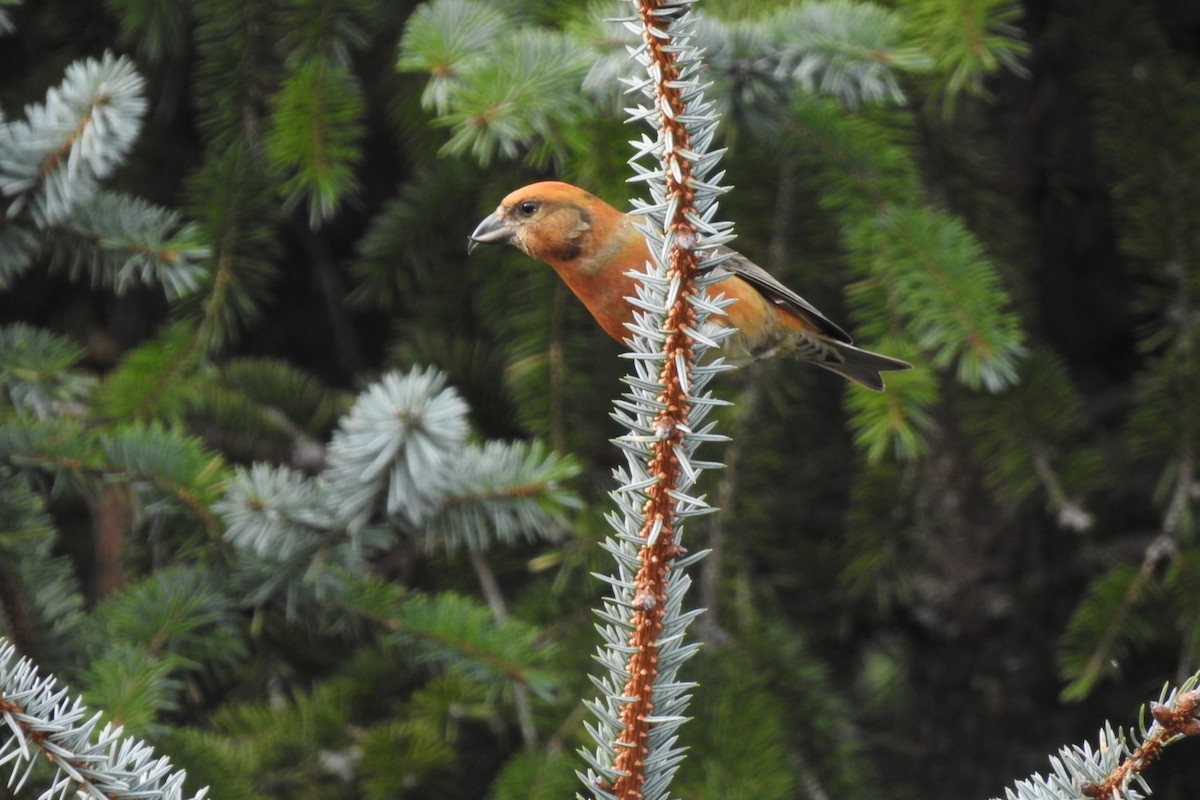 Red Crossbill - ML539470371