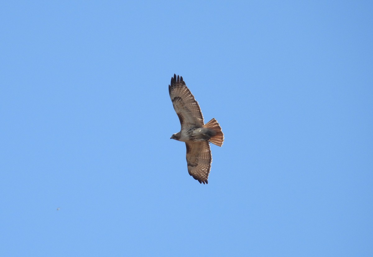 Red-tailed Hawk - ML539470541