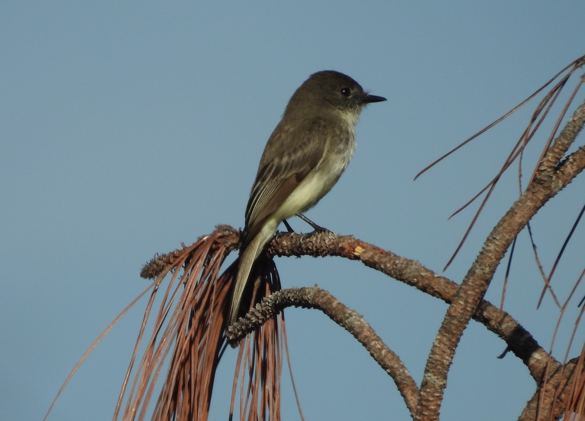 Eastern Phoebe - ML539470801