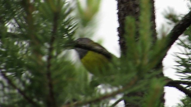 Connecticut Warbler - ML539471421