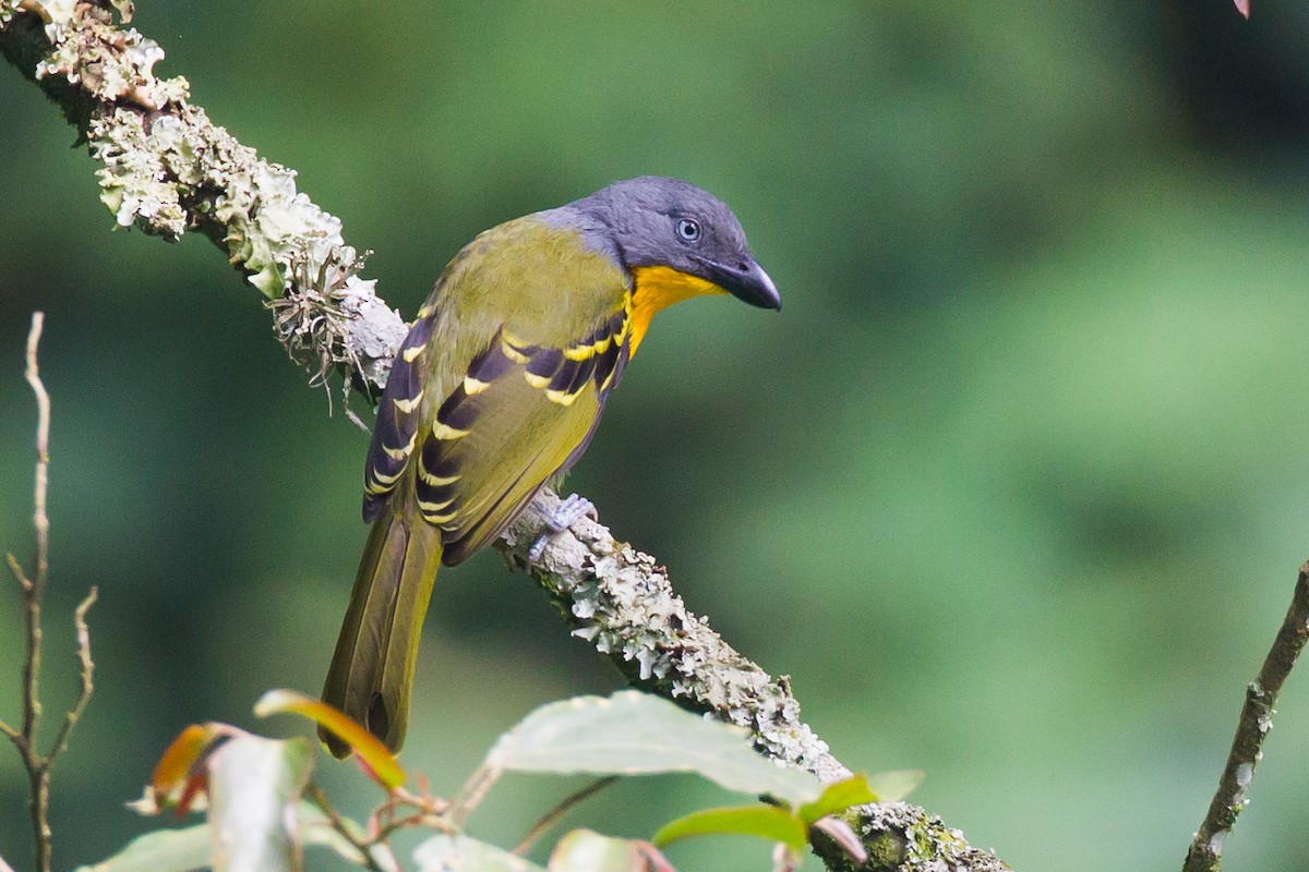 Lagden's Bushshrike - ML539471501