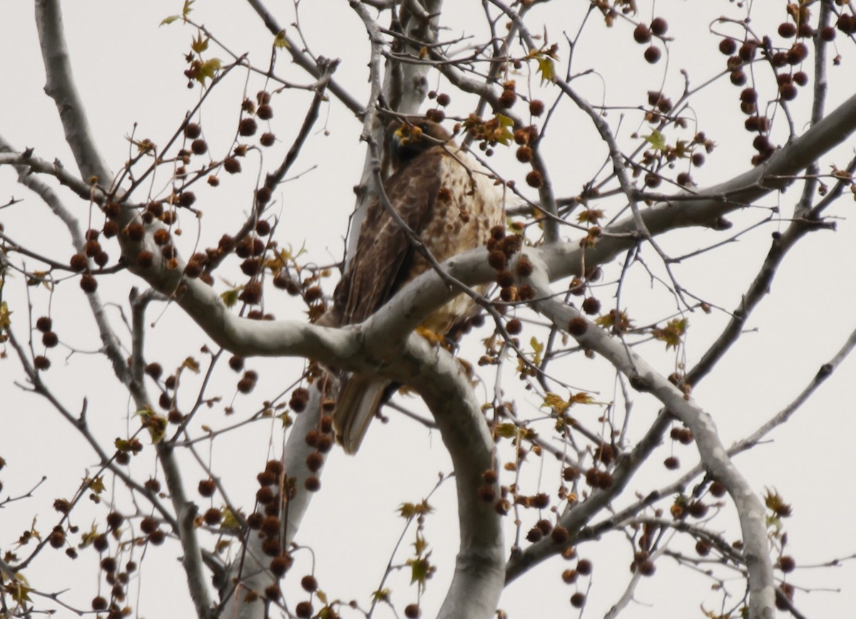 Red-tailed Hawk - ML539471561