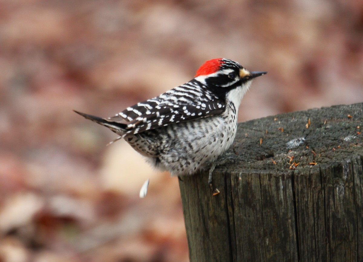 Nuttall's Woodpecker - ML539471661