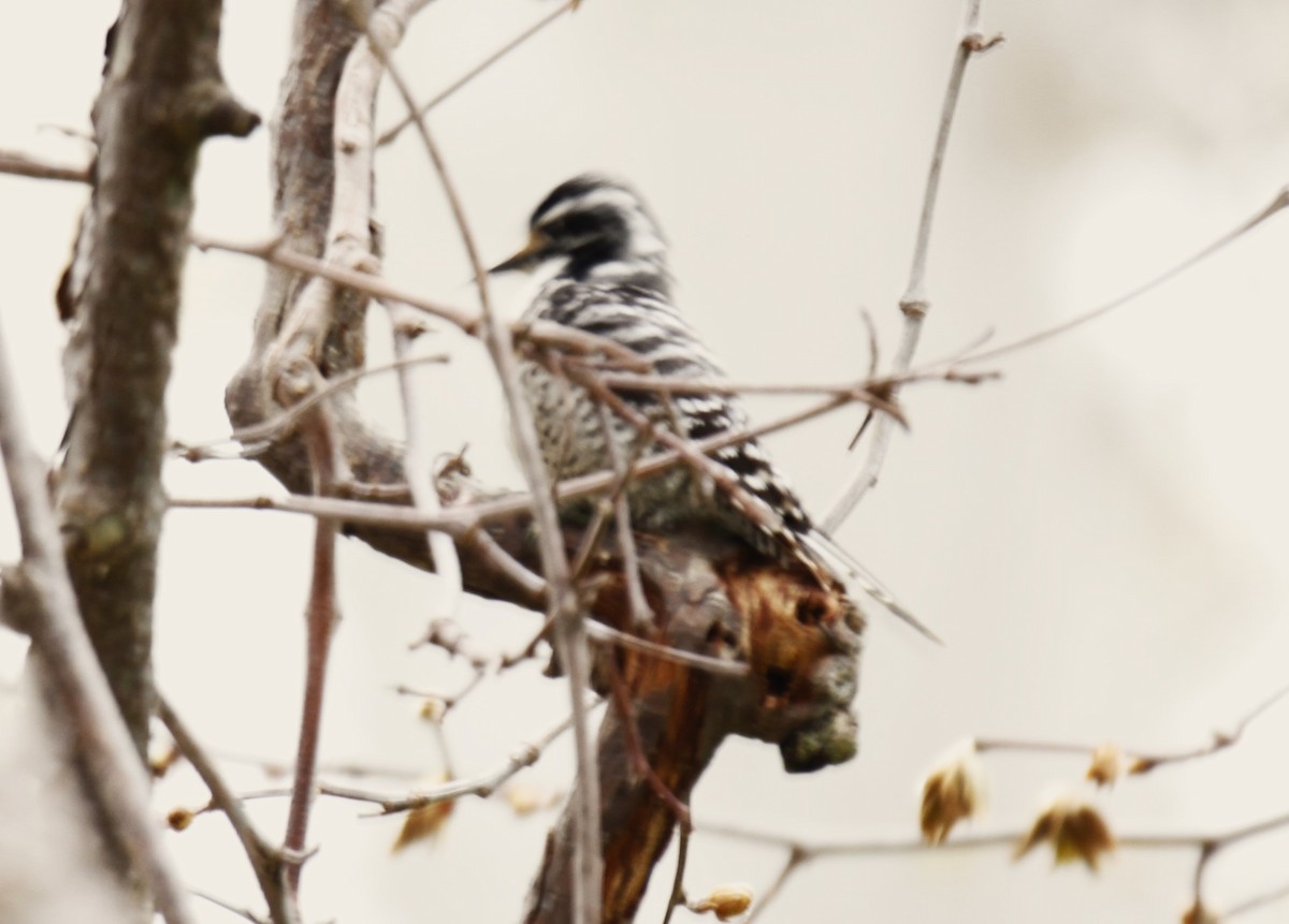 Nuttall's Woodpecker - ML539471861