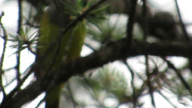 Connecticut Warbler - ML539472501