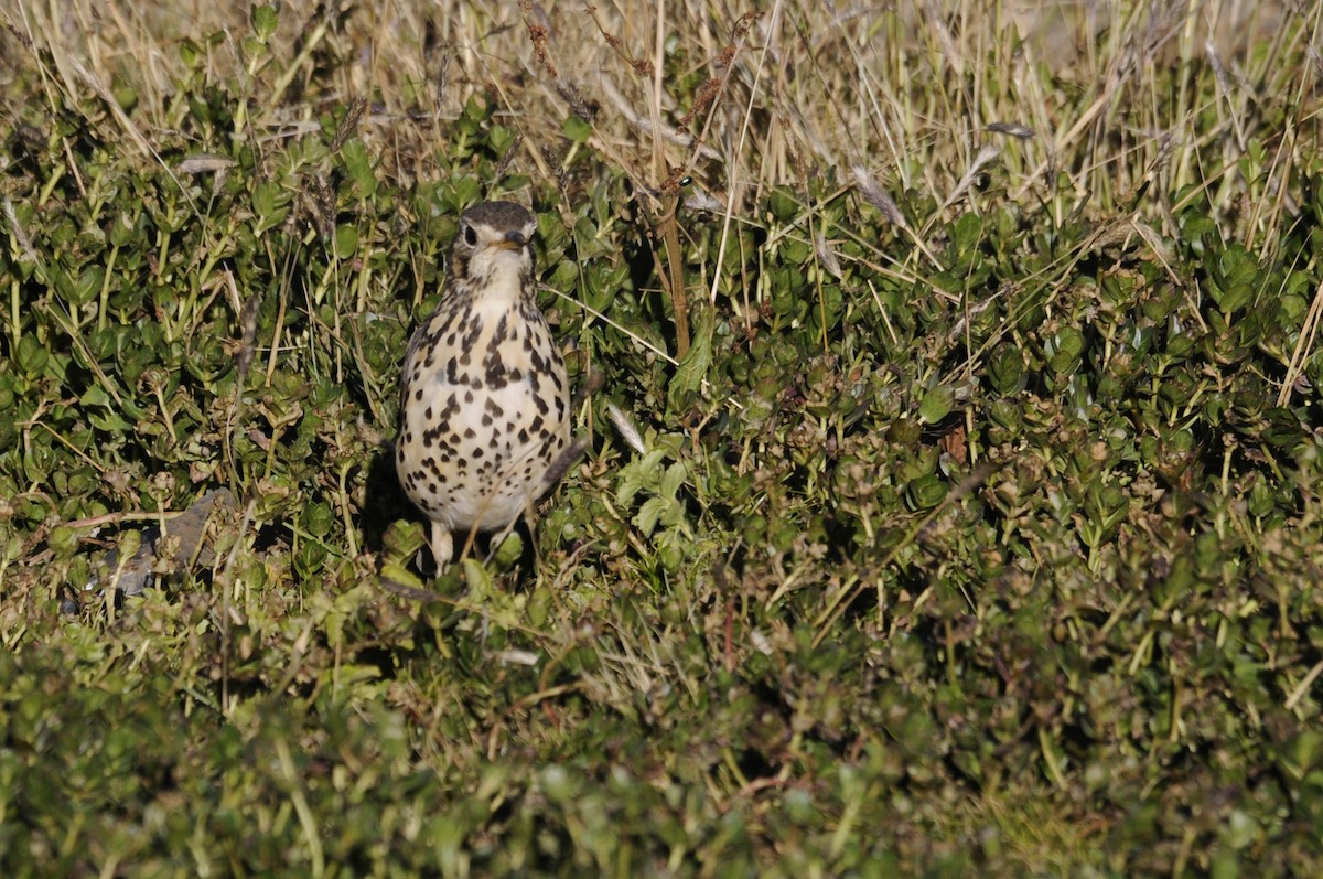 Ethiopian Thrush - ML539472611