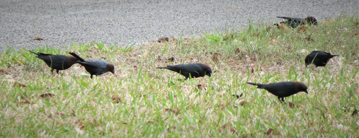 Brown-headed Cowbird - ML539472721