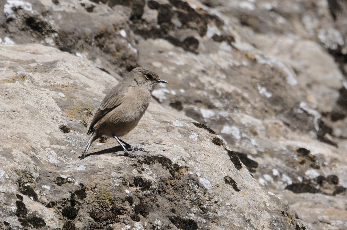 Moorland Chat - Philippe HUBERT