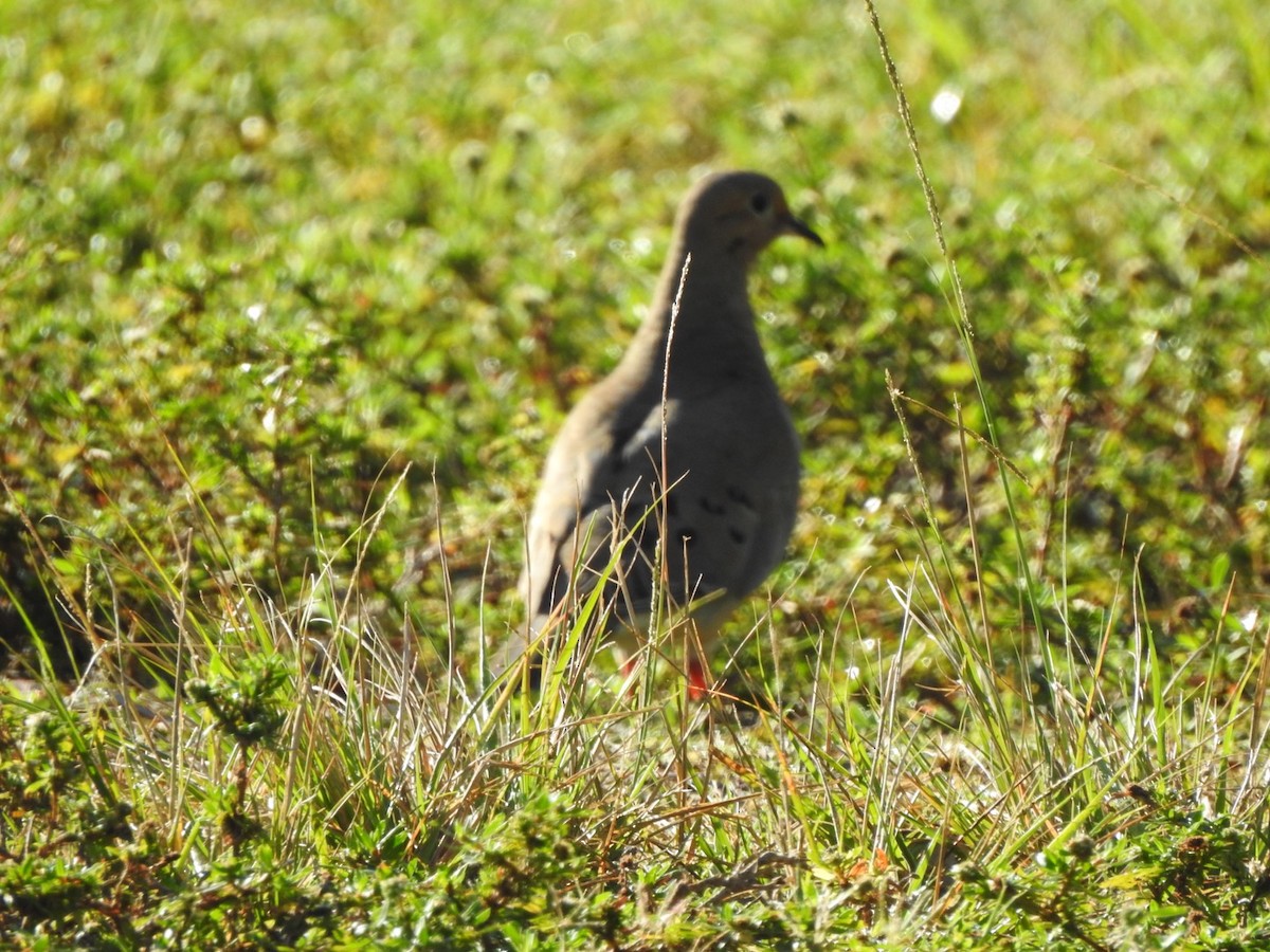 Mourning Dove - ML539473551