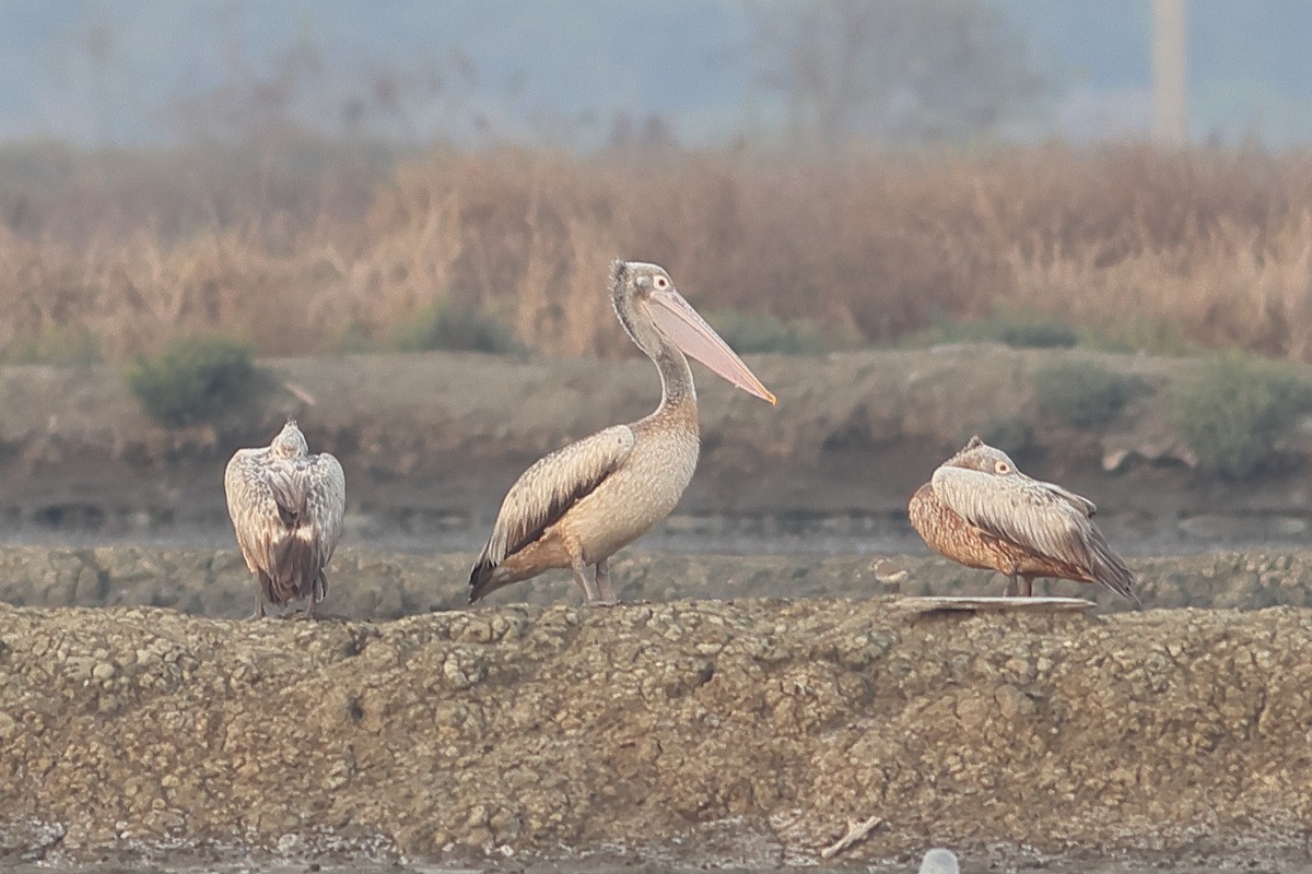 Spot-billed Pelican - ML539473831