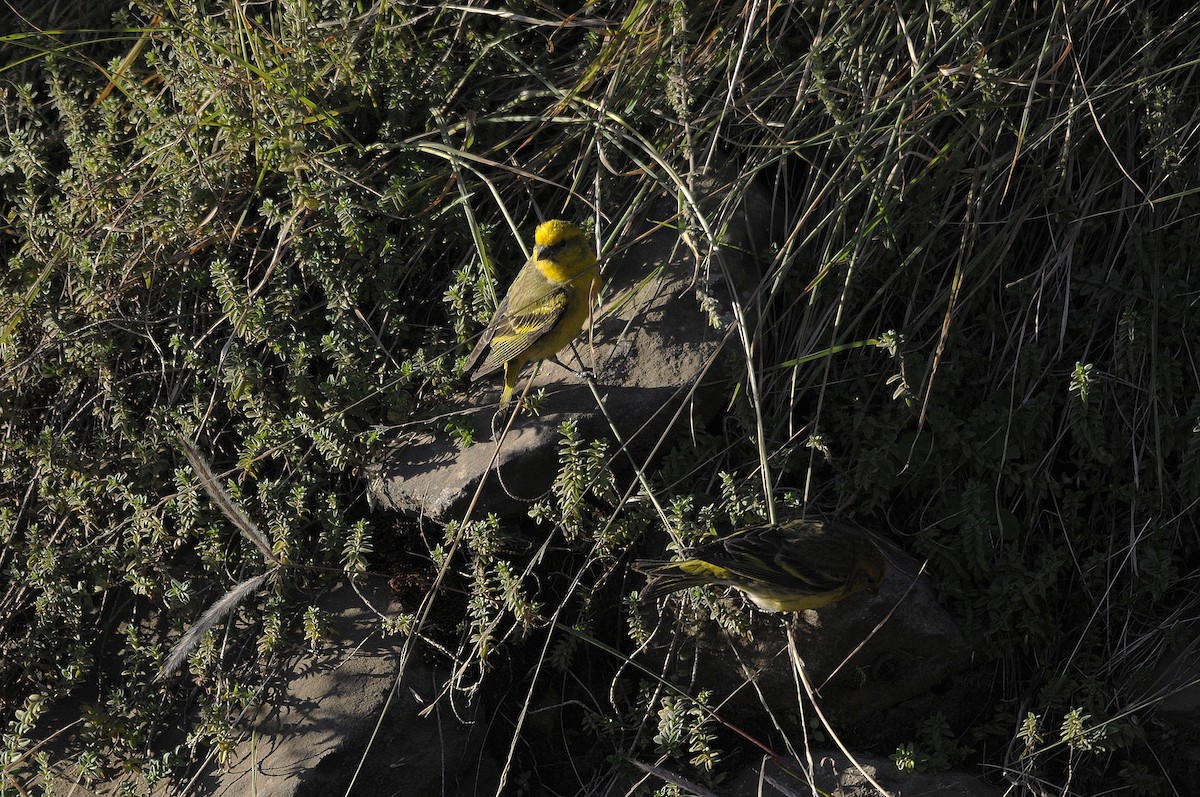 Yellow-crowned Canary - Philippe HUBERT