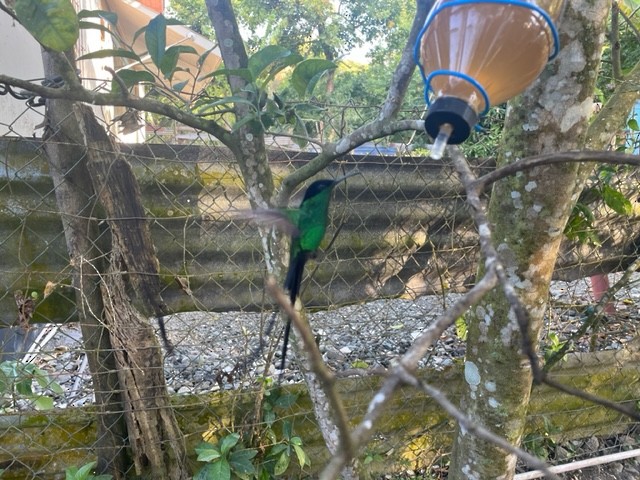 Black-billed Streamertail - ML539475721