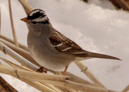 White-crowned Sparrow - ML539475871