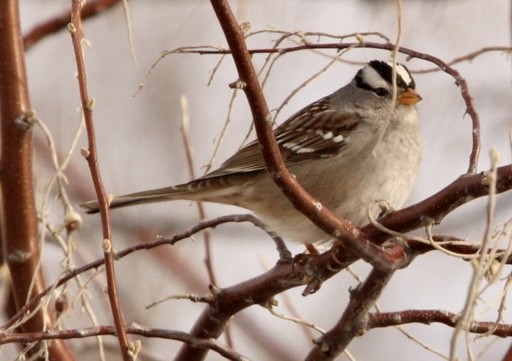 White-crowned Sparrow - ML539475881