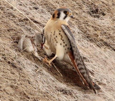 American Kestrel - Charles Carn