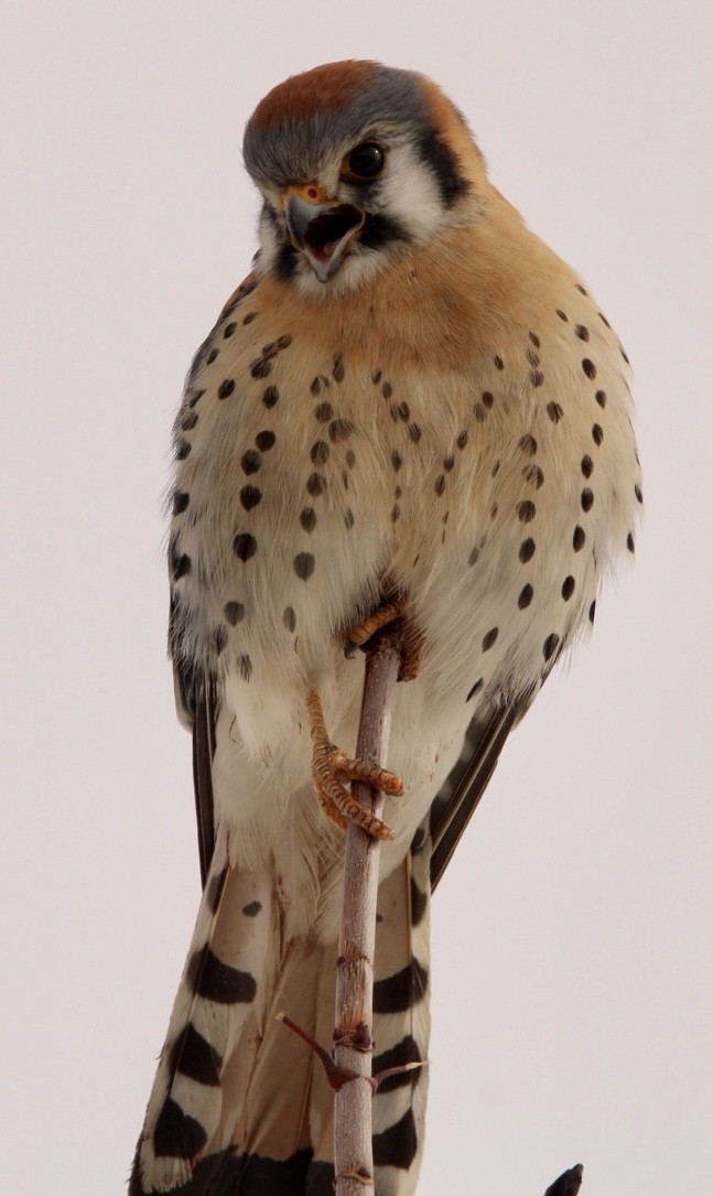 American Kestrel - ML539476351