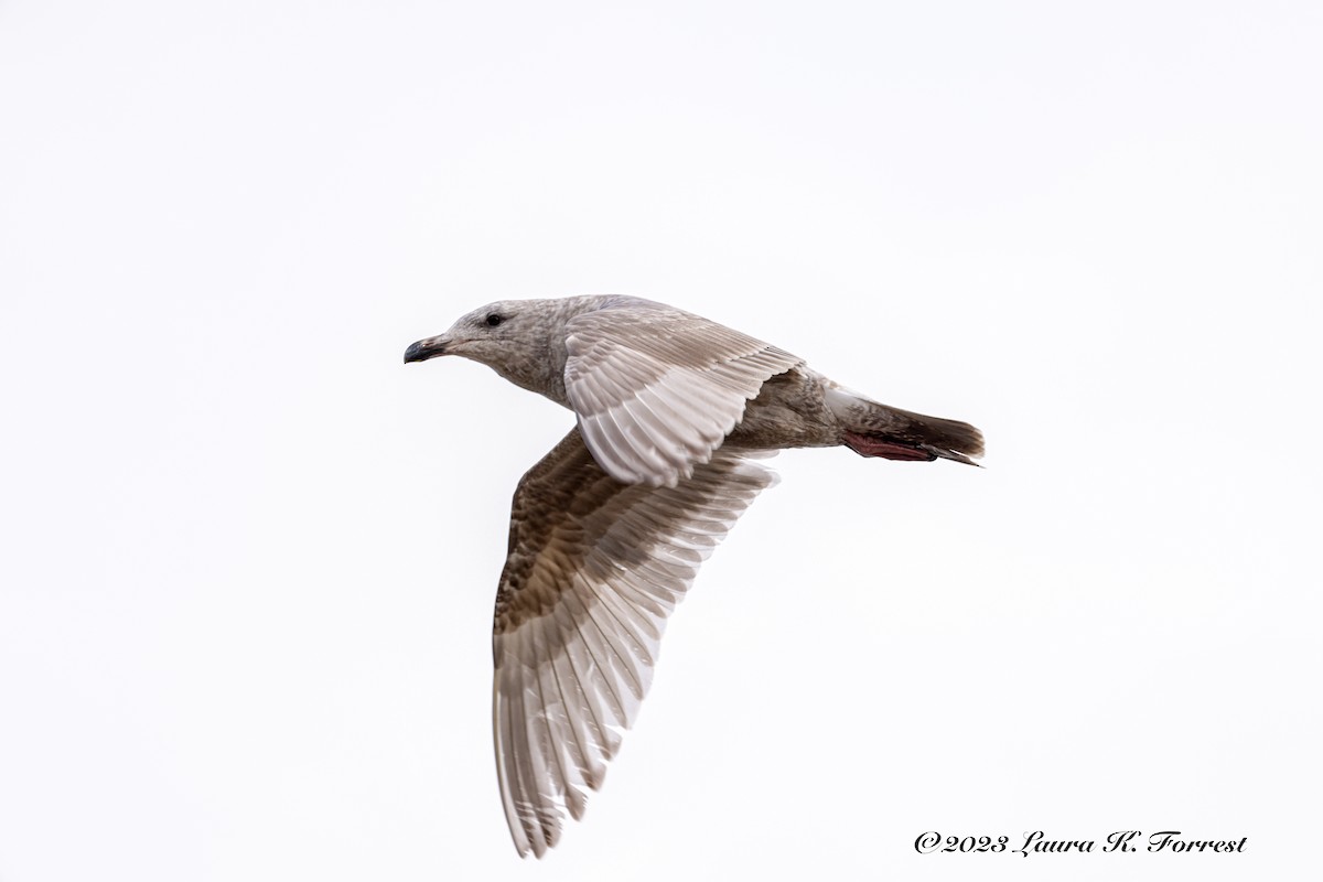 Iceland Gull (Thayer's) - ML539477241