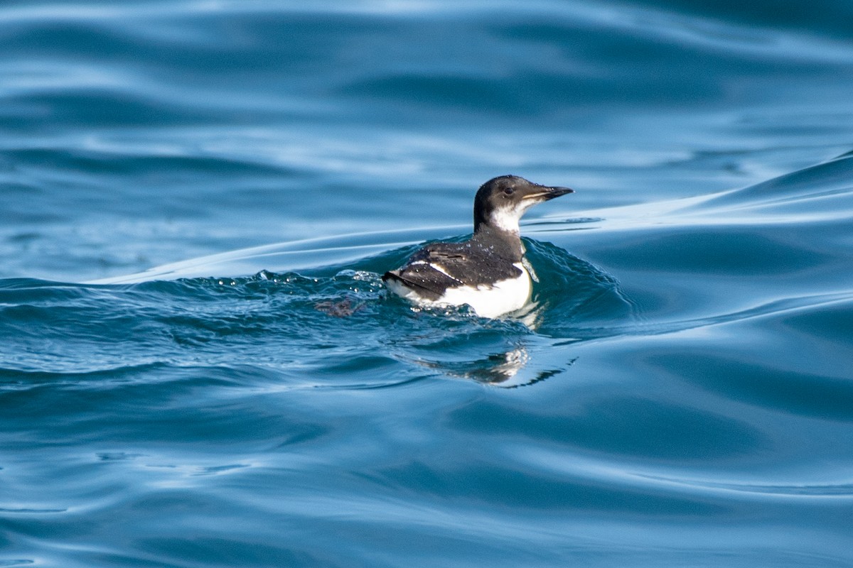 Thick-billed Murre - ML539477681