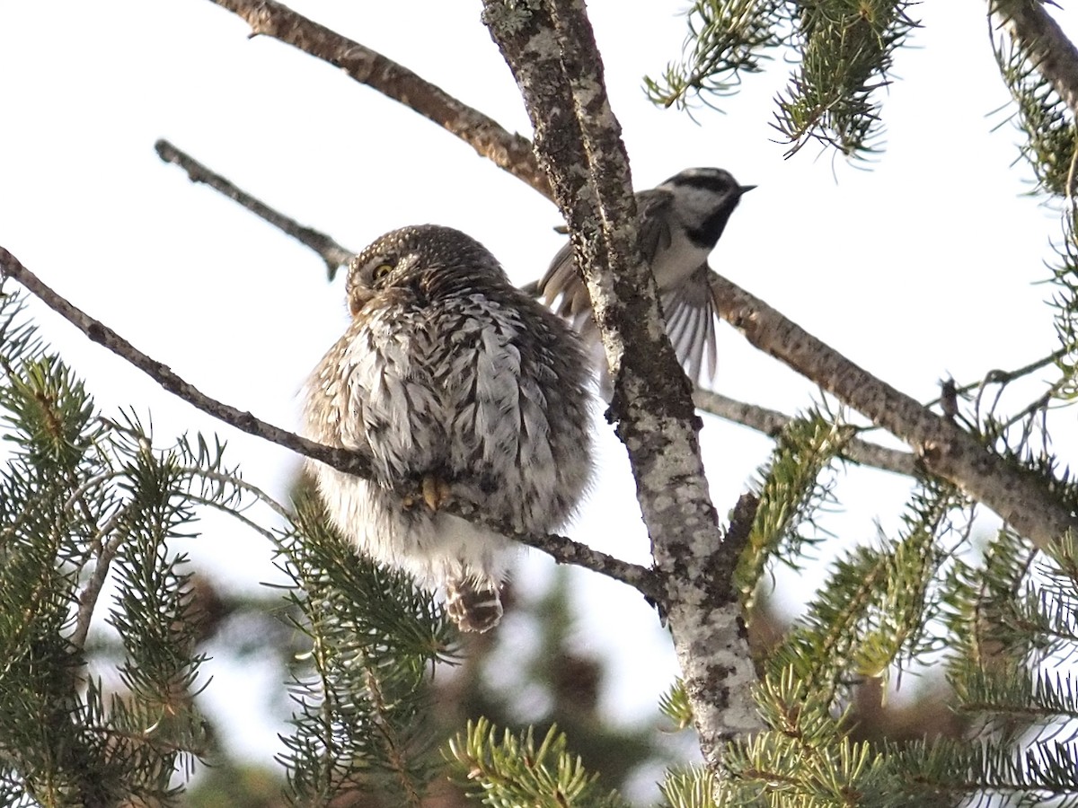 Northern Pygmy-Owl - Janice W