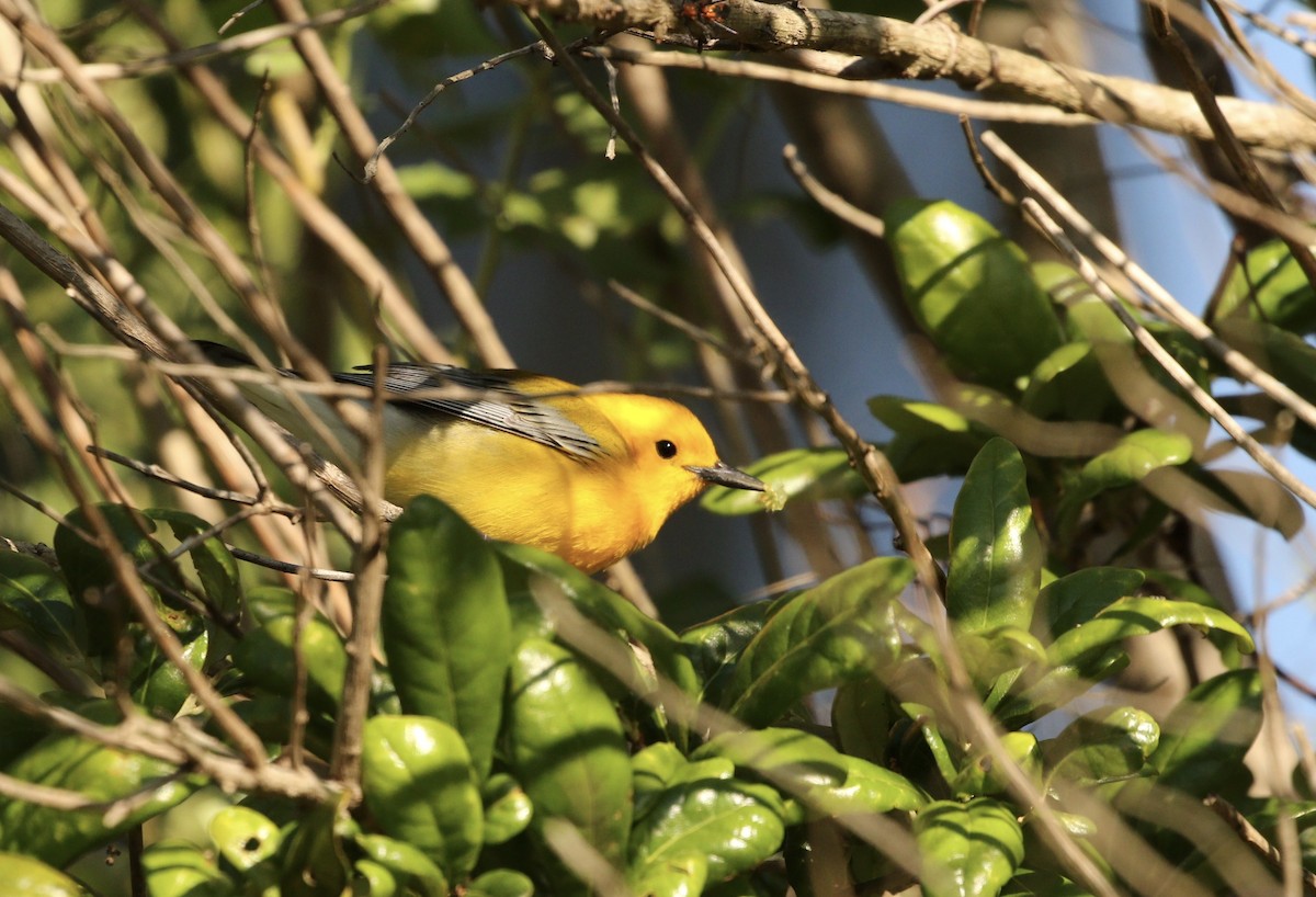 Prothonotary Warbler - ML53948231
