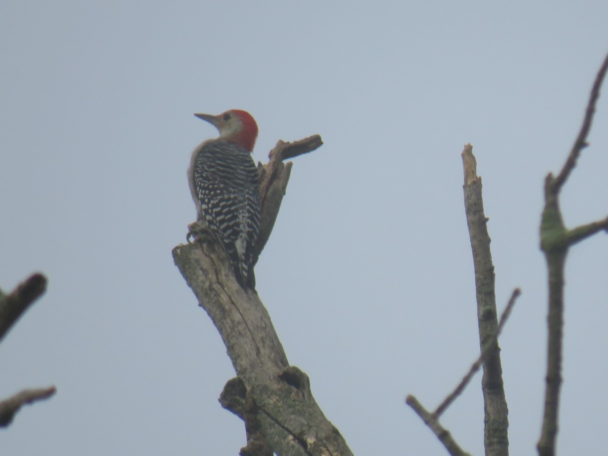 Red-bellied Woodpecker - ML539483011