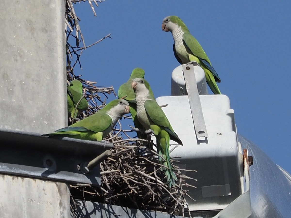 Monk Parakeet - ML539483141