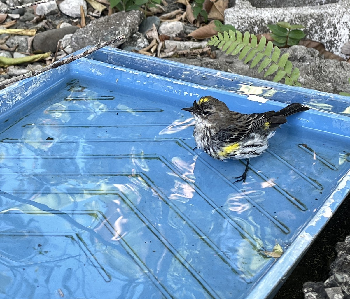Yellow-rumped Warbler - ML539483751