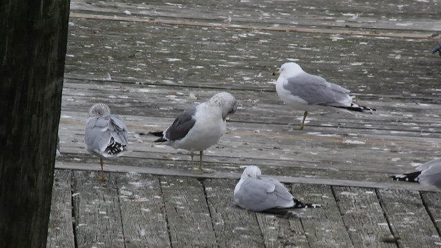 歐亞海鷗(kamtschatschensis) - ML539484721