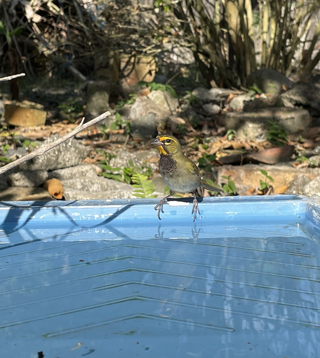 Yellow-faced Grassquit - ML539484941