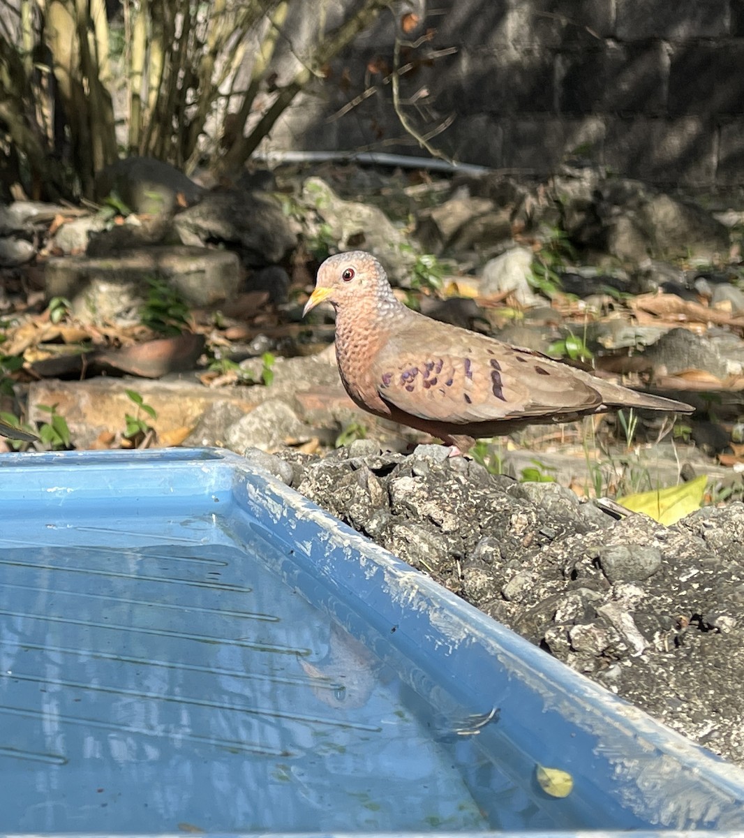 Common Ground Dove - ML539485221
