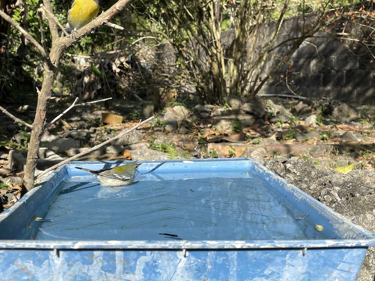 Northern Parula - ML539485641