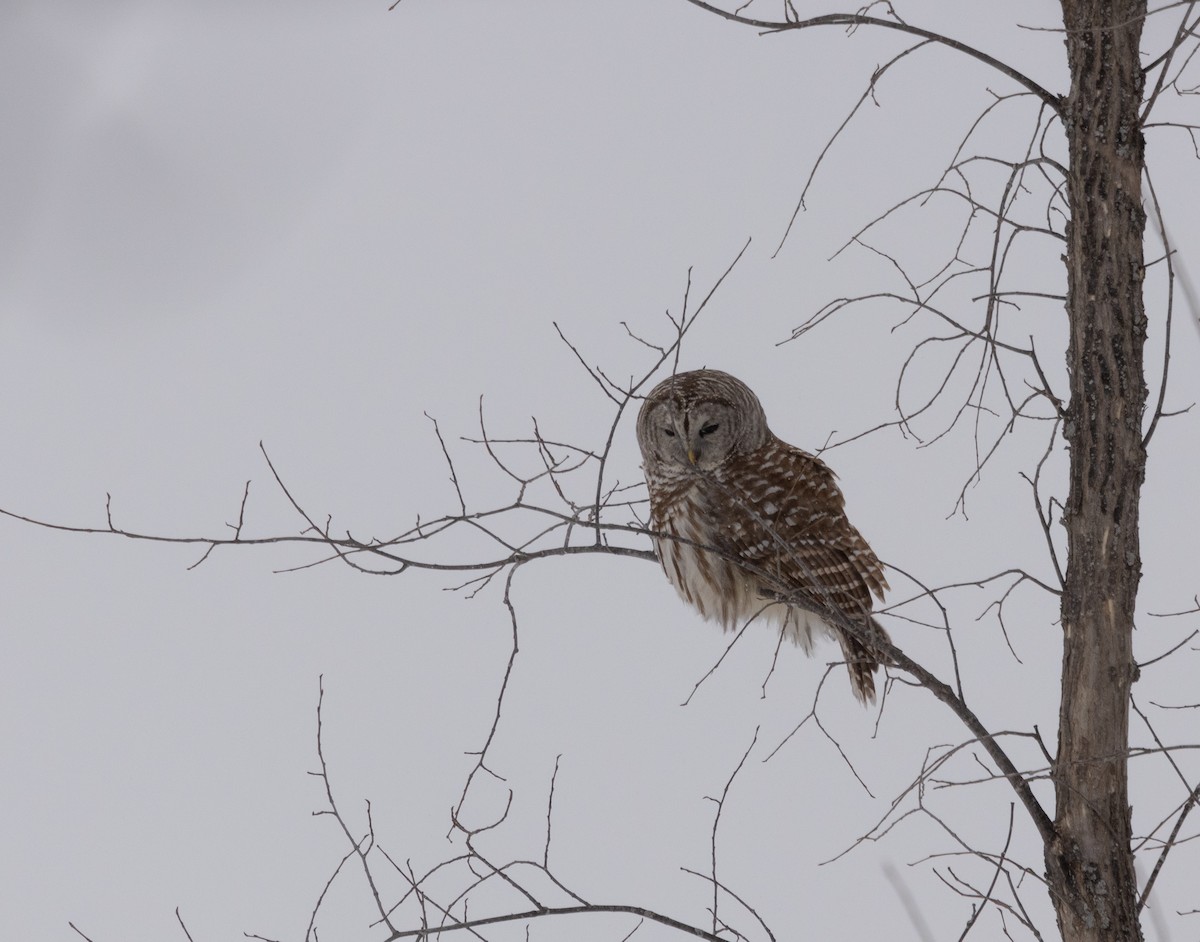 Barred Owl - ML539485931