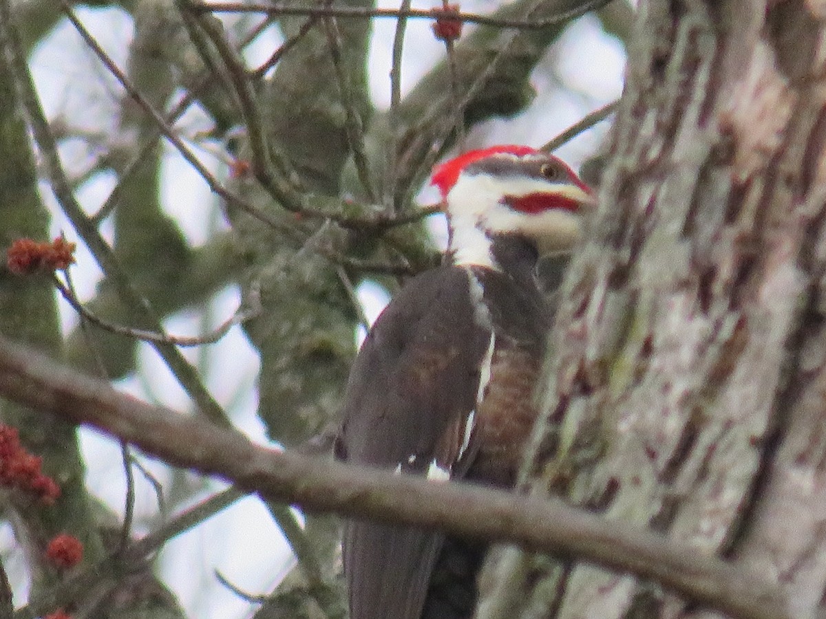 Pileated Woodpecker - Jennifer Moore