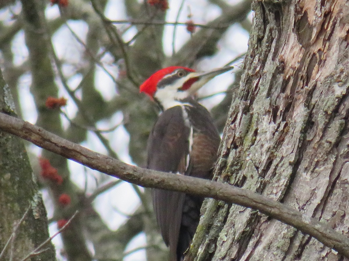 Pileated Woodpecker - ML539487131