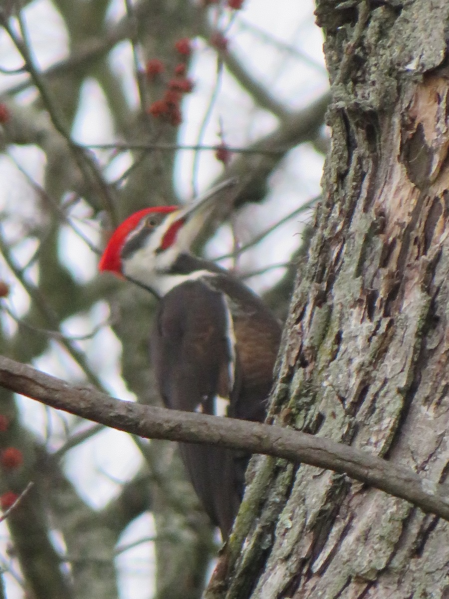 Pileated Woodpecker - ML539487161