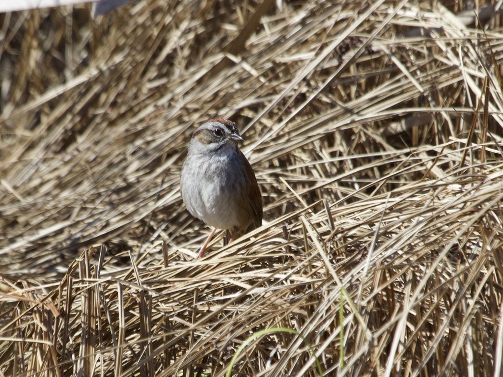 Swamp Sparrow - jeffrey bearce