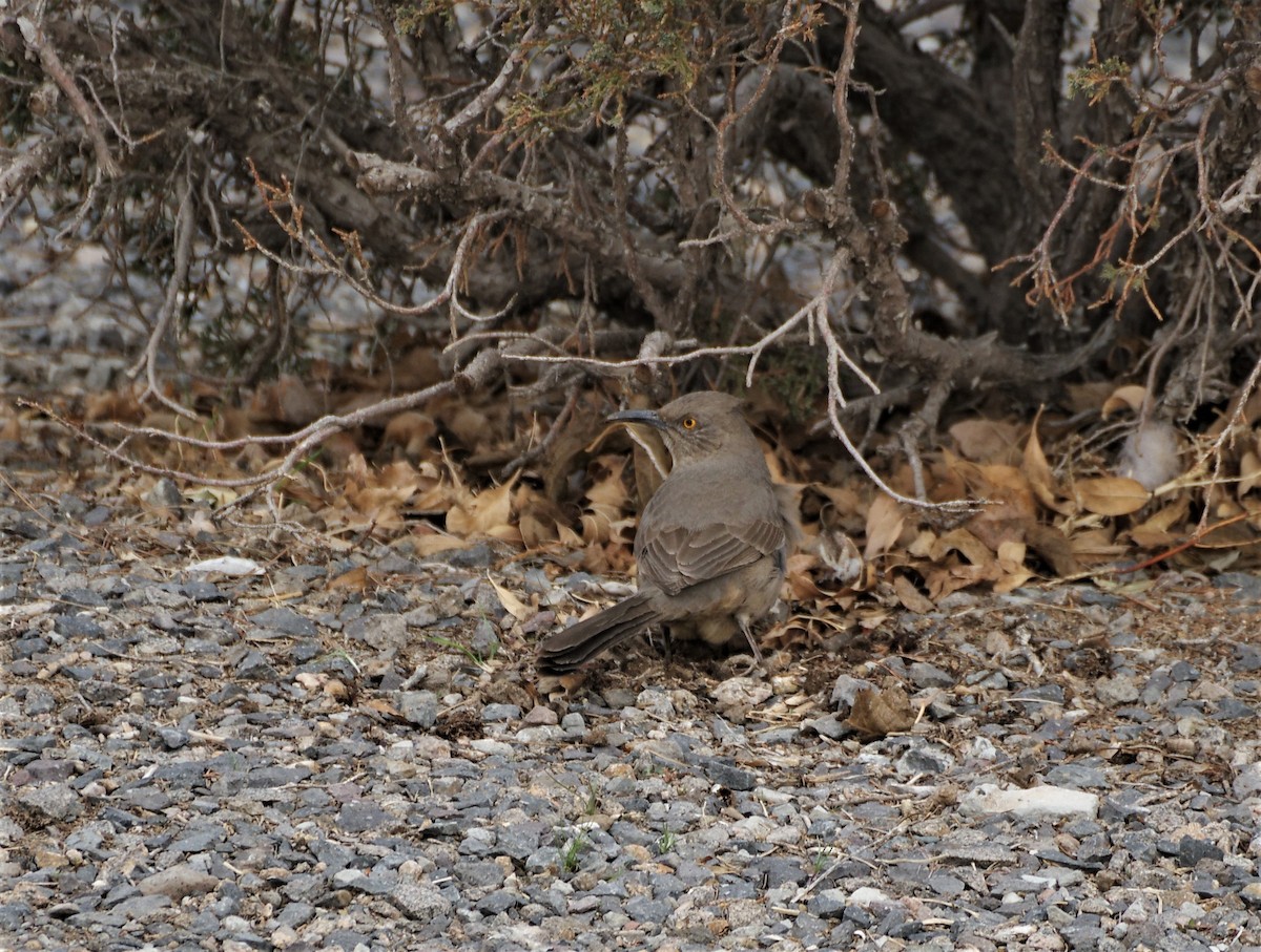 Curve-billed Thrasher - ML539489381