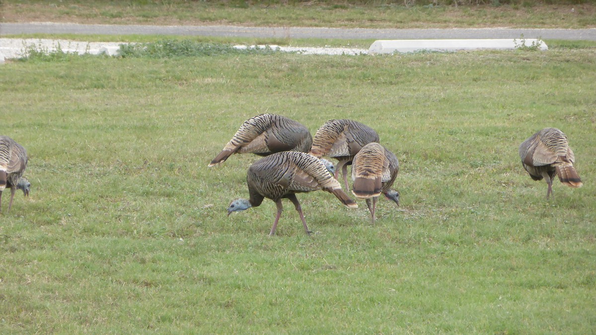 Wild Turkey - ML539489531