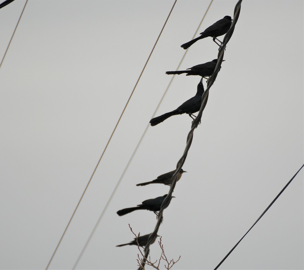 Great-tailed Grackle - ML539489591